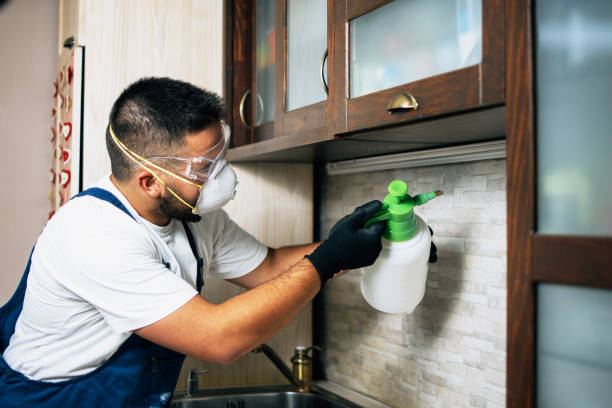 Wasp Removal Services in Maple Heights, OH