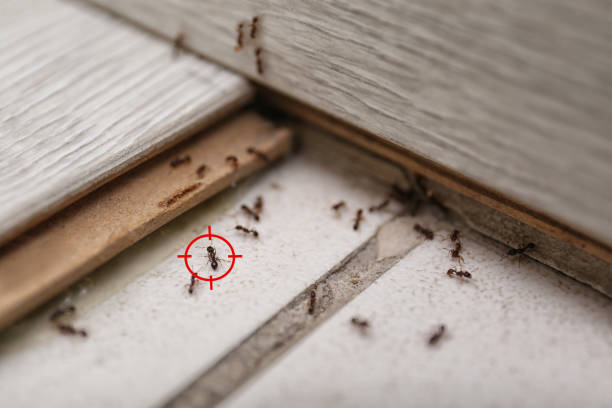 Best Best Pest Control Companies  in Maple Heights, OH