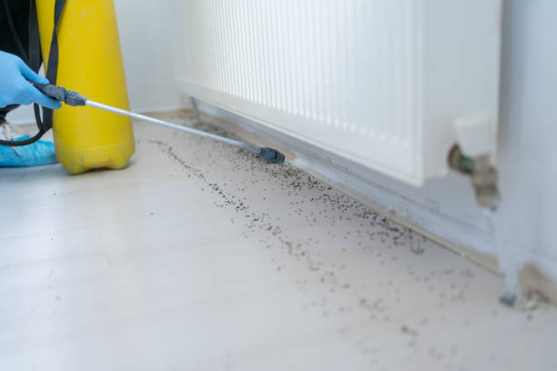 Best Pest Prevention Services  in Maple Heights, OH
